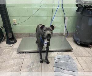 American Staffordshire Terrier-Unknown Mix Dogs for adoption in Grand Prairie, TX, USA