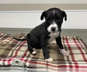 Doberman Pinscher-Unknown Mix Dogs for adoption in HESPERIA, CA, USA