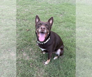 Mutt Dogs for adoption in Boston, MA, USA