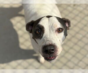 American Pit Bull Terrier Dogs for adoption in Tulsa, OK, USA