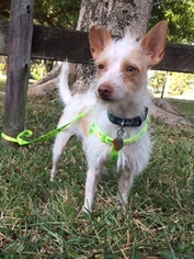Medium Photo #1 Jack Russell Terrier-Unknown Mix Puppy For Sale in Davie, FL, USA