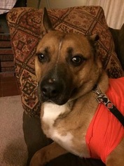 Mutt Dogs for adoption in Springville, NY, USA