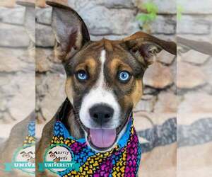 Siberian Husky-Unknown Mix Dogs for adoption in Kennesaw, GA, USA