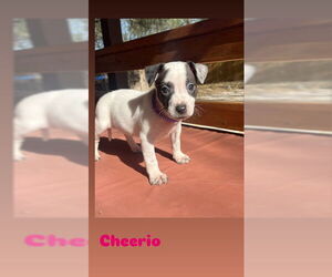 American Staffordshire Terrier-Unknown Mix Dogs for adoption in San Antonio, TX, USA