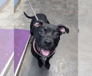 Bullboxer Pit Dogs for adoption in Evansville, IN, USA