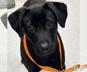 Labrador Retriever-Retriever  Mix Dogs for adoption in Washington, DC, USA