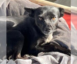 Chihuahua-Unknown Mix Dogs for adoption in Ventura, CA, USA