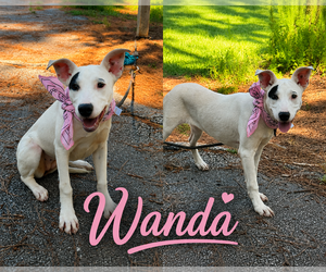 Bull Terrier-Unknown Mix Dogs for adoption in Shillington, PA, USA