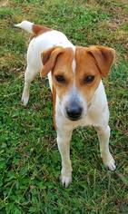 Jack Russell Terrier Dogs for adoption in Morganville, NJ, USA