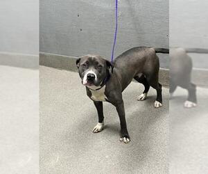 American Pit Bull Terrier-Unknown Mix Dogs for adoption in Las Vegas, NV, USA