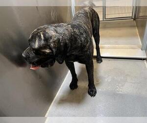Mutt Dogs for adoption in Modesto, CA, USA