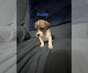 Jack Russell Terrier-Unknown Mix Dogs for adoption in Ball Ground, GA, USA