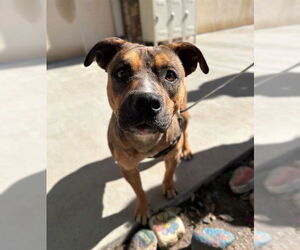Mutt Dogs for adoption in Riverside, CA, USA