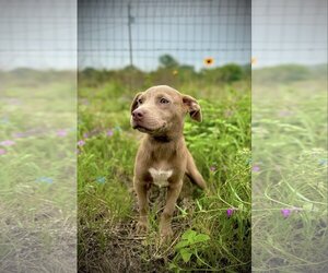 Australian Kelpie-Unknown Mix Dogs for adoption in Pleasanton, TX, USA