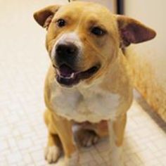 Mutt Dogs for adoption in Oxford, NC, USA