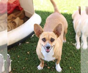 Mutt Dogs for adoption in Fresno, CA, USA