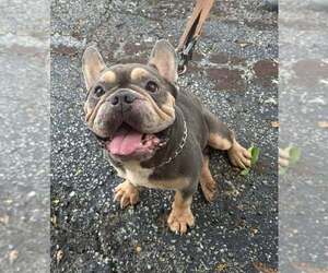 French Bulldog Dogs for adoption in Pompano Beach , FL, USA