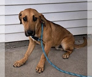 Medium Photo #1 Mutt Puppy For Sale in Calverton, NY, USA