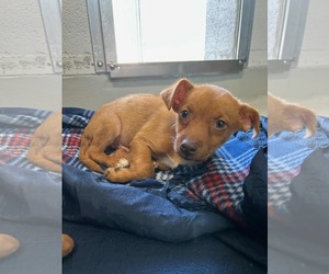 Chihuahua-Unknown Mix Dogs for adoption in Arlington, WA, USA