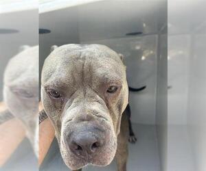 American Pit Bull Terrier Dogs for adoption in Houston, TX, USA