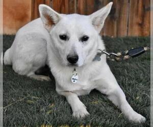Mutt Dogs for adoption in Palo Alto, CA, USA
