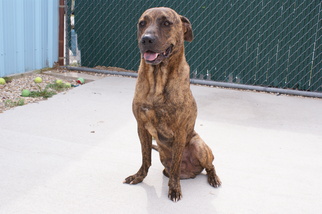 Mutt Dogs for adoption in Manteo, NC, USA