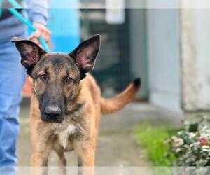 Mutt Dogs for adoption in Santa Rosa, CA, USA