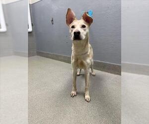 Labrador Retriever-Unknown Mix Dogs for adoption in Las Vegas, NV, USA