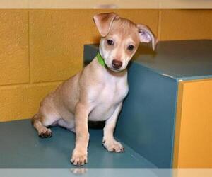 Chihuahua Dogs for adoption in West Valley, UT, USA