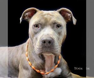 American Pit Bull Terrier Dogs for adoption in Hot Springs Village, AR, USA