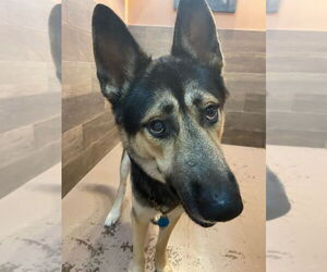 German Shepherd Dog Dogs for adoption in Gloversville, NY, USA
