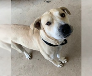 Labrador Retriever Dogs for adoption in Pampa, TX, USA