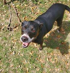 American Bulldog Dogs for adoption in Green Cove Springs, FL, USA