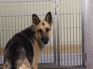 German Shepherd Dog Dogs for adoption in Upland, CA, USA