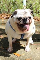 Pug Dogs for adoption in Tallahassee, FL, USA