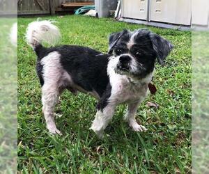 Shih Apso Dogs for adoption in Jacksonville, FL, USA