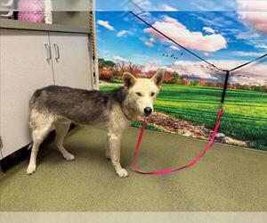 Siberian Husky Dogs for adoption in Moreno Valley, CA, USA