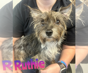 Mutt Dogs for adoption in Woodbury, NY, USA
