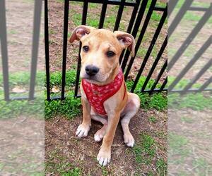 Bulldog-Chihuahua Mix Dogs for adoption in Tarrytown, GA, USA