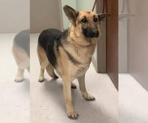 German Shepherd Dog Dogs for adoption in westminster, CO, USA