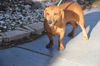 Small Basset Hound-Labrador Retriever Mix