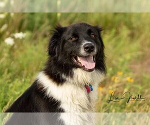 Border-Aussie Dogs for adoption in Winter Park, CO, USA