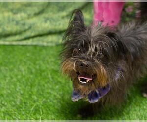 Mutt Dogs for adoption in Placerville, CA, USA