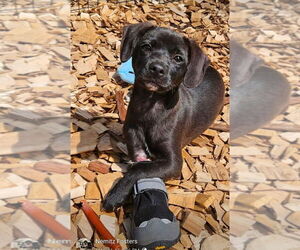 Doxle Dogs for adoption in Aurora, IN, USA