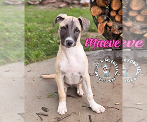Mutt Dogs for adoption in Omaha, NE, USA