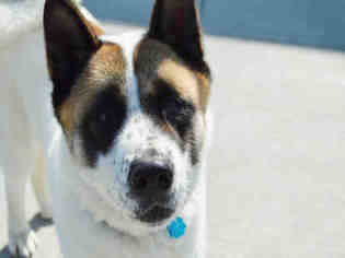 Akita Dogs for adoption in Olathe, KS, USA