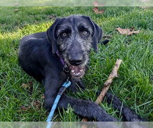 German Wirehaired Pointer Dogs for adoption in Martinez, CA, USA