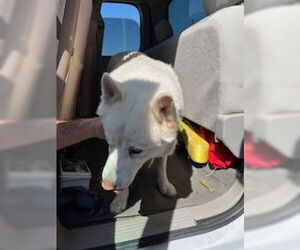Siberian Husky Dogs for adoption in Stockton, CA, USA