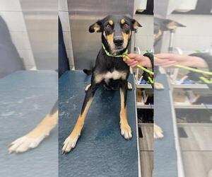 German Shepherd Dog-Unknown Mix Dogs for adoption in Mobile, AL, USA