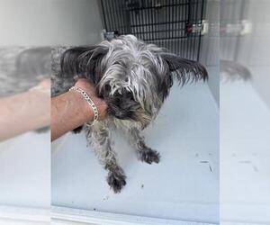 - Mix Dogs for adoption in Houston, TX, USA